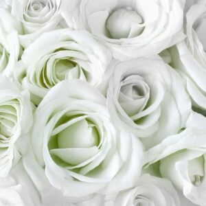 Fototapeta - Atłasowa róża (zielony)