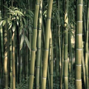 Fototapeta - Bambusowa egzotyka