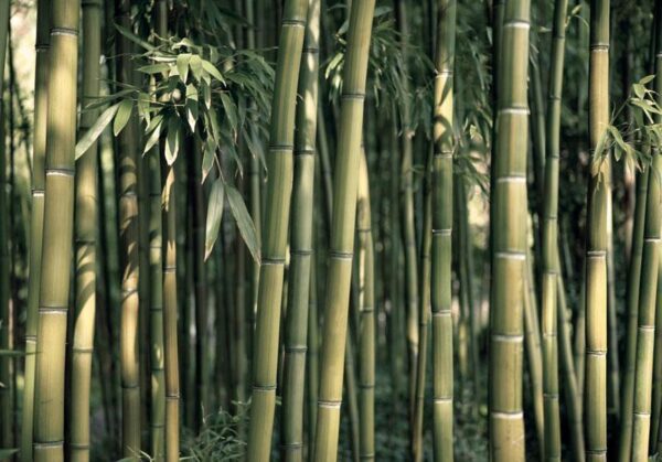 Fototapeta - Bambusowa egzotyka