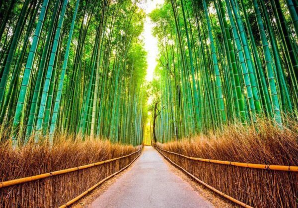 Fototapeta - Bambusowy las
