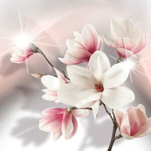 Fototapeta - Białe magnolie II