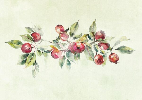 Fototapeta - Gałąź jabłoni - delikatny pejzaż z rośliną i jabłkami na białym tle