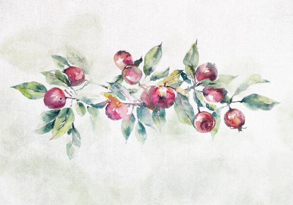 Fototapeta - Gałąź jabłoni - pejzaż z rośliną i czerwonymi jabłkami na białym tle