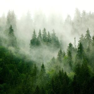 Fototapeta - Górski las (zielony)