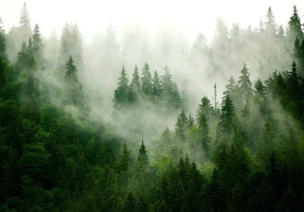 Fototapeta - Górski las (zielony)