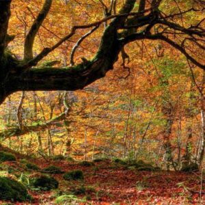 Fototapeta - Jesień, las i liście