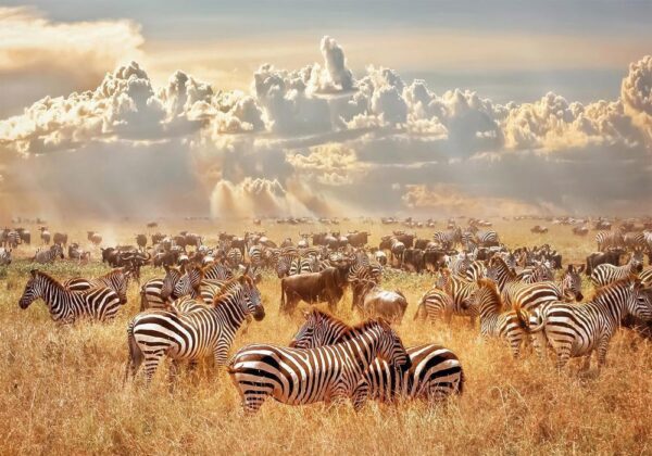 Fototapeta - Kraina zebry
