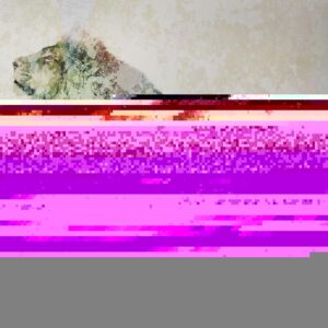 Fototapeta - Król zwierząt - lew na tle o jednolitej teksturze z kolorowym akcentem