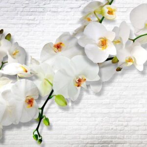 Fototapeta - Miejska orchidea