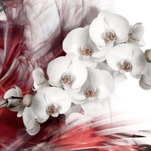 Fototapeta - Orchidea w czerwieni