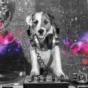 Fototapeta - Pies DJ