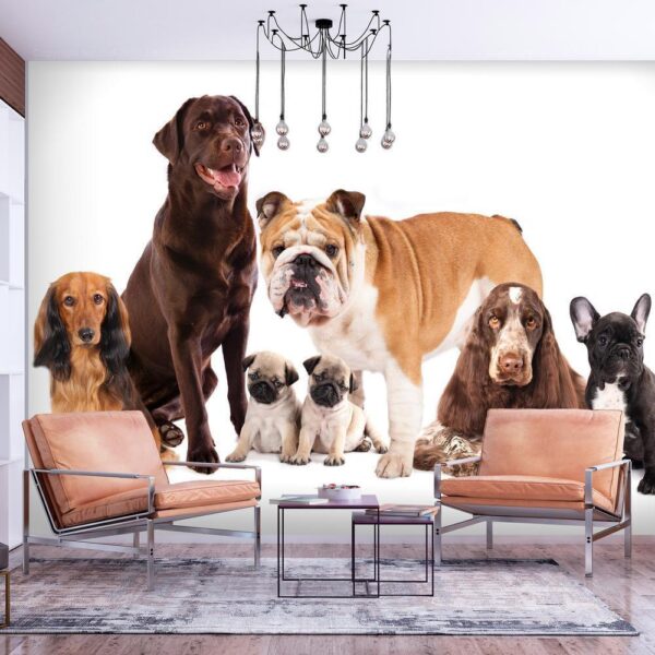 Fototapeta - Portret zwierząt - psy z brązowym labradorem w centrum na białym tle