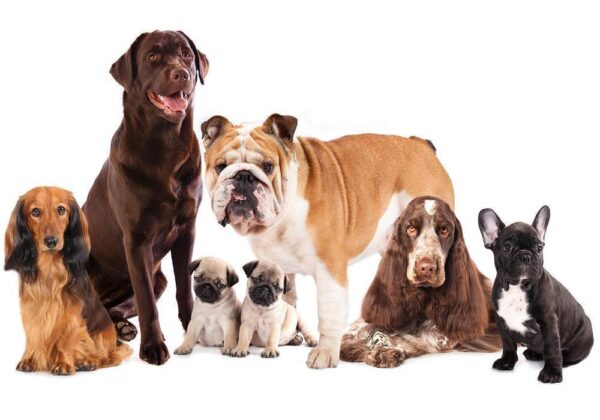 Fototapeta - Portret zwierząt - psy z brązowym labradorem w centrum na białym tle