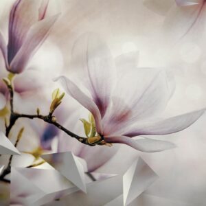 Fototapeta - Subtelne magnolie - pierwszy wariant
