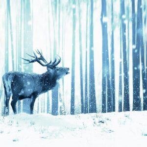 Fototapeta - Zimowe zwierzęta - motyw jelenia na tle lasu w odcieniach niebieskiego