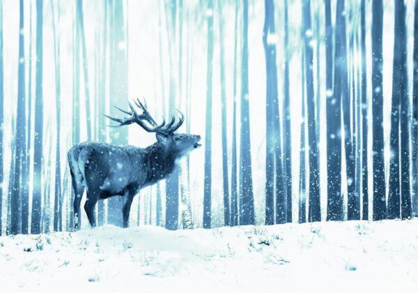 Fototapeta - Zimowe zwierzęta - motyw jelenia na tle lasu w odcieniach niebieskiego