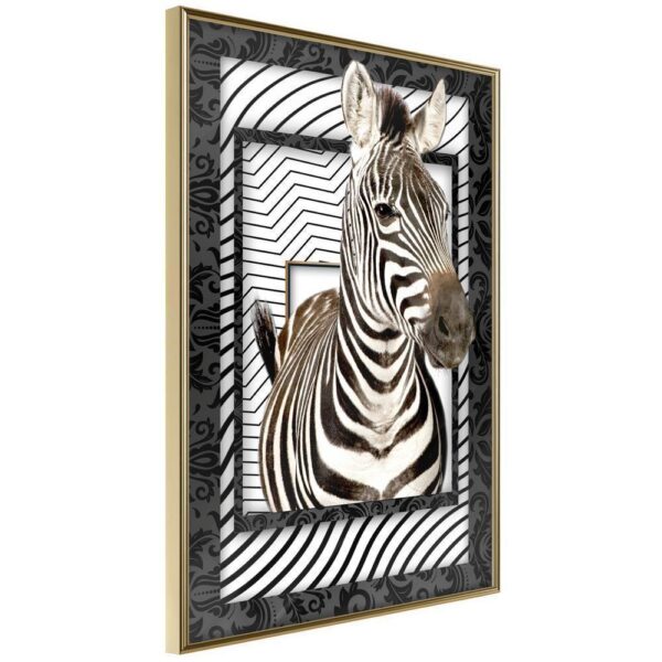 Zebra w ramie