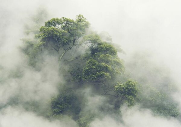 Fototapeta - Mglista Amazonia