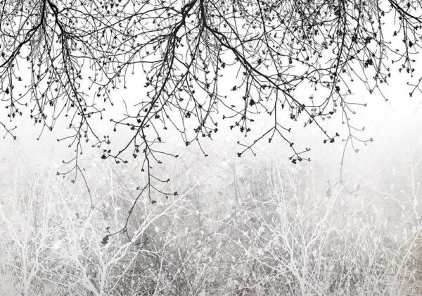 Fototapeta - Naturalna jasność