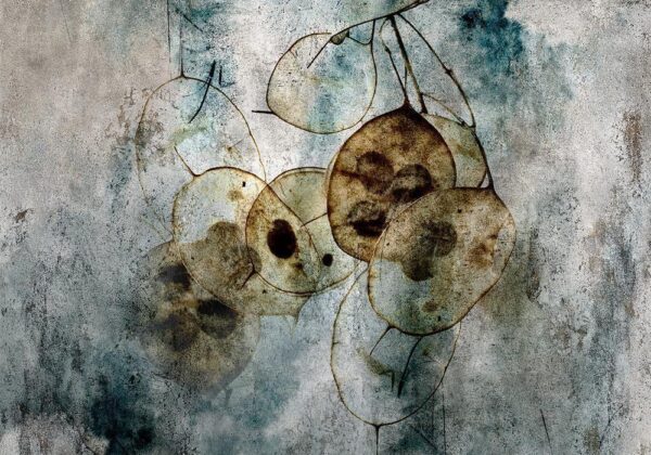 Fototapeta - Naturia i lunaria