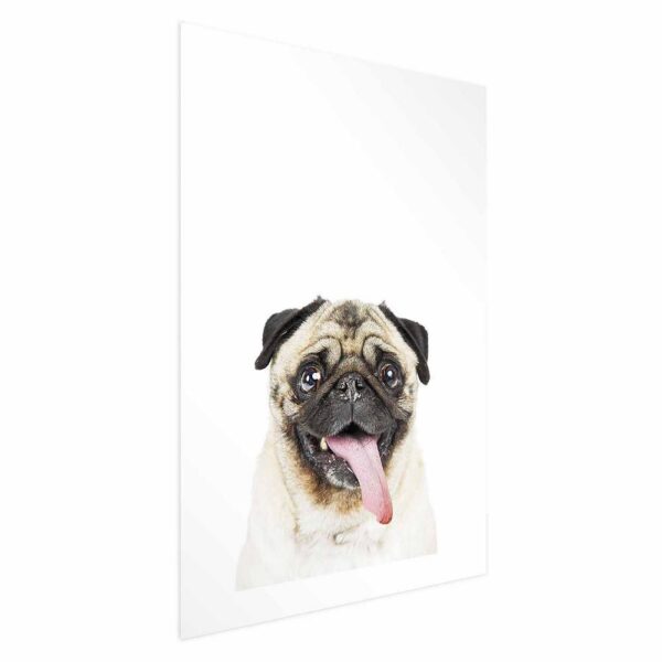 Plakat - Mops