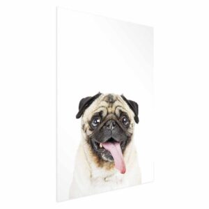 Plakat - Mops