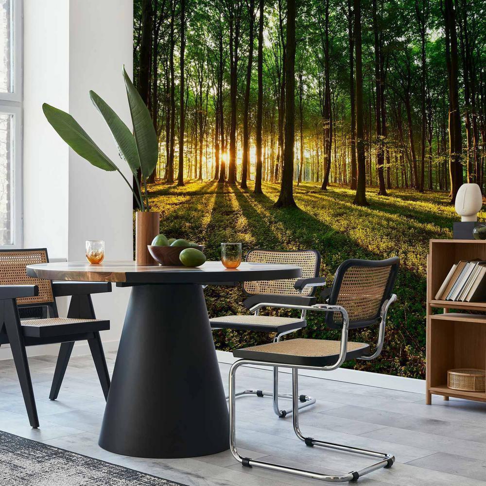 Fototapeta - Wiosna: Poranek w lesie