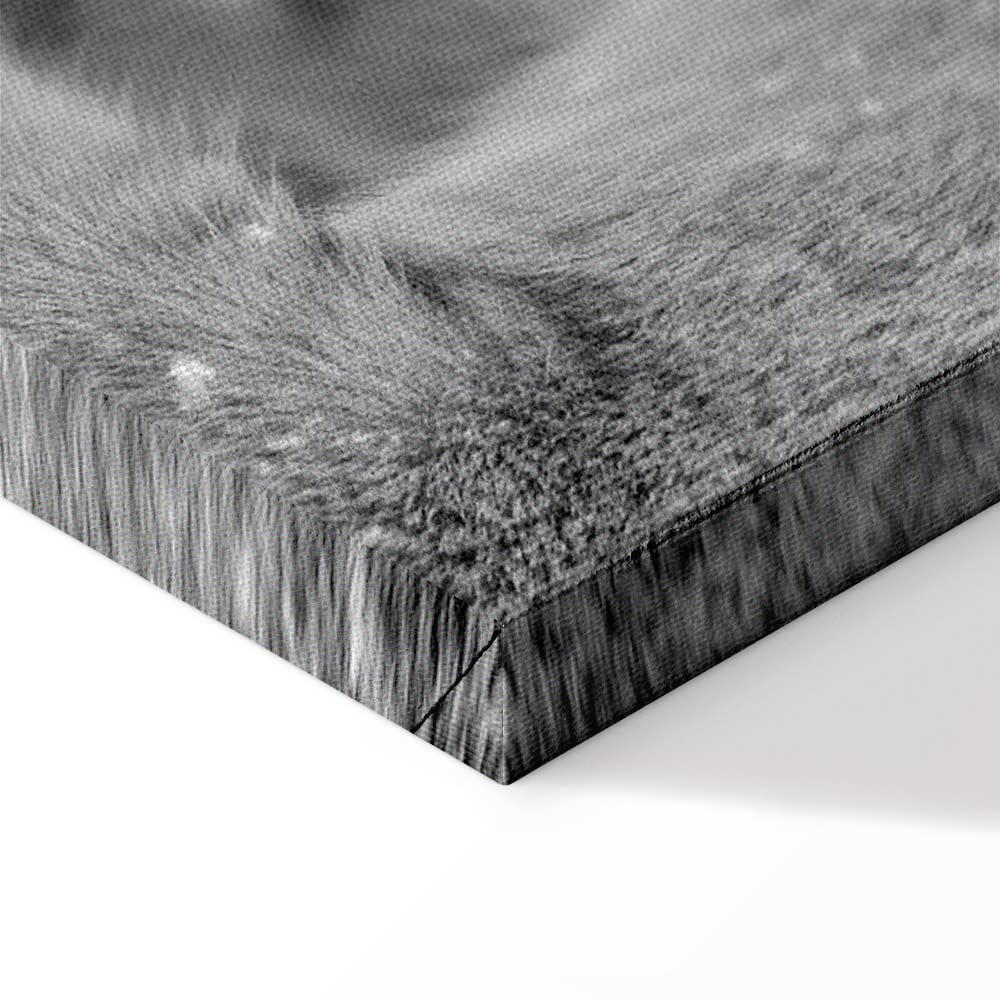 Obraz - Lwia miłość