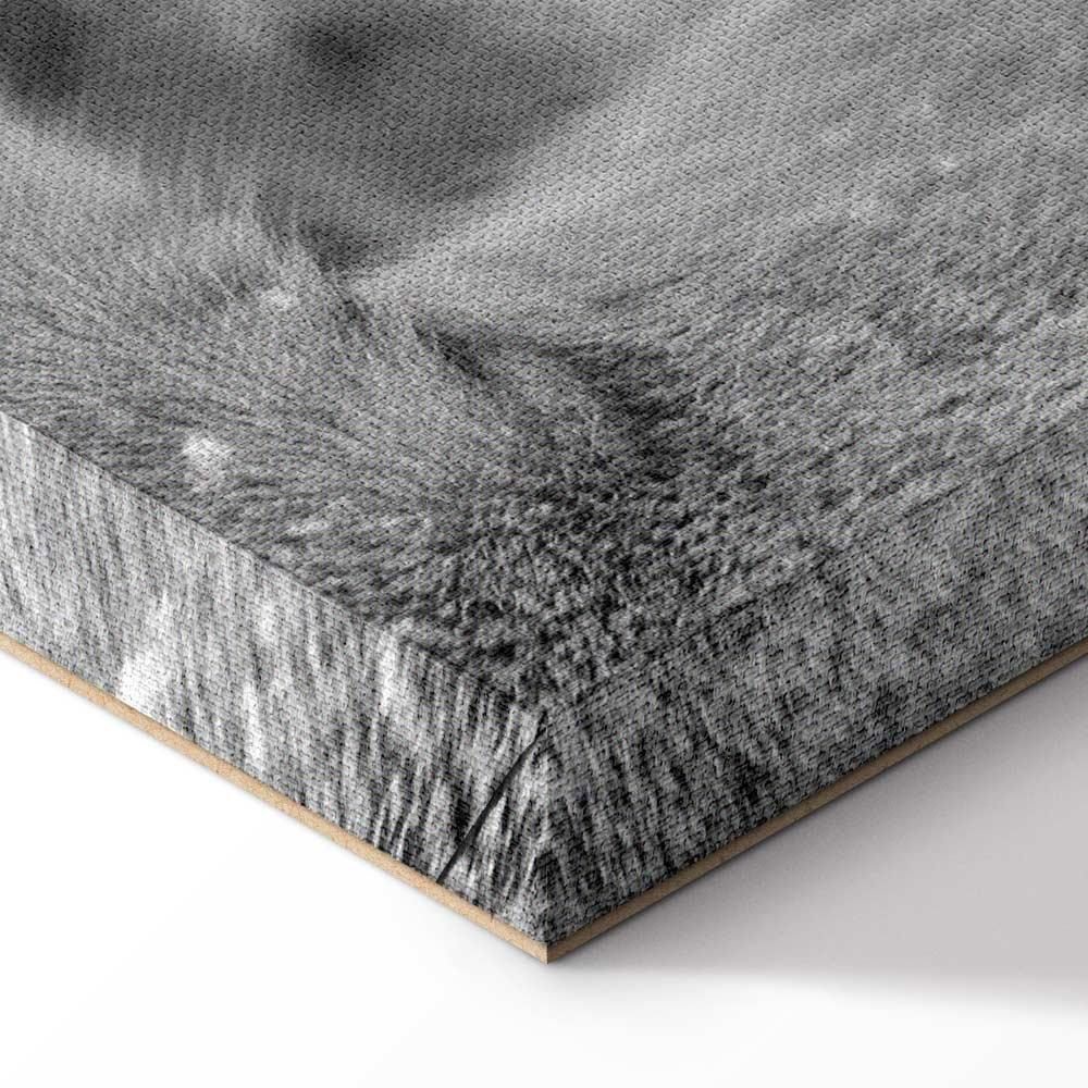 Obraz - Lwia miłość