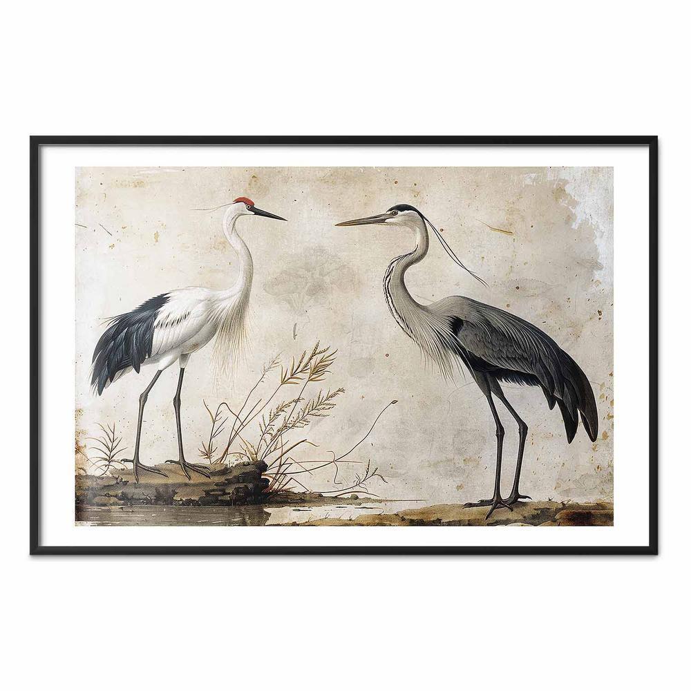 Plakat - Ptaki ze starej ryciny - ilustracja w stylu vintage przedstawiająca czaplę i żurawia