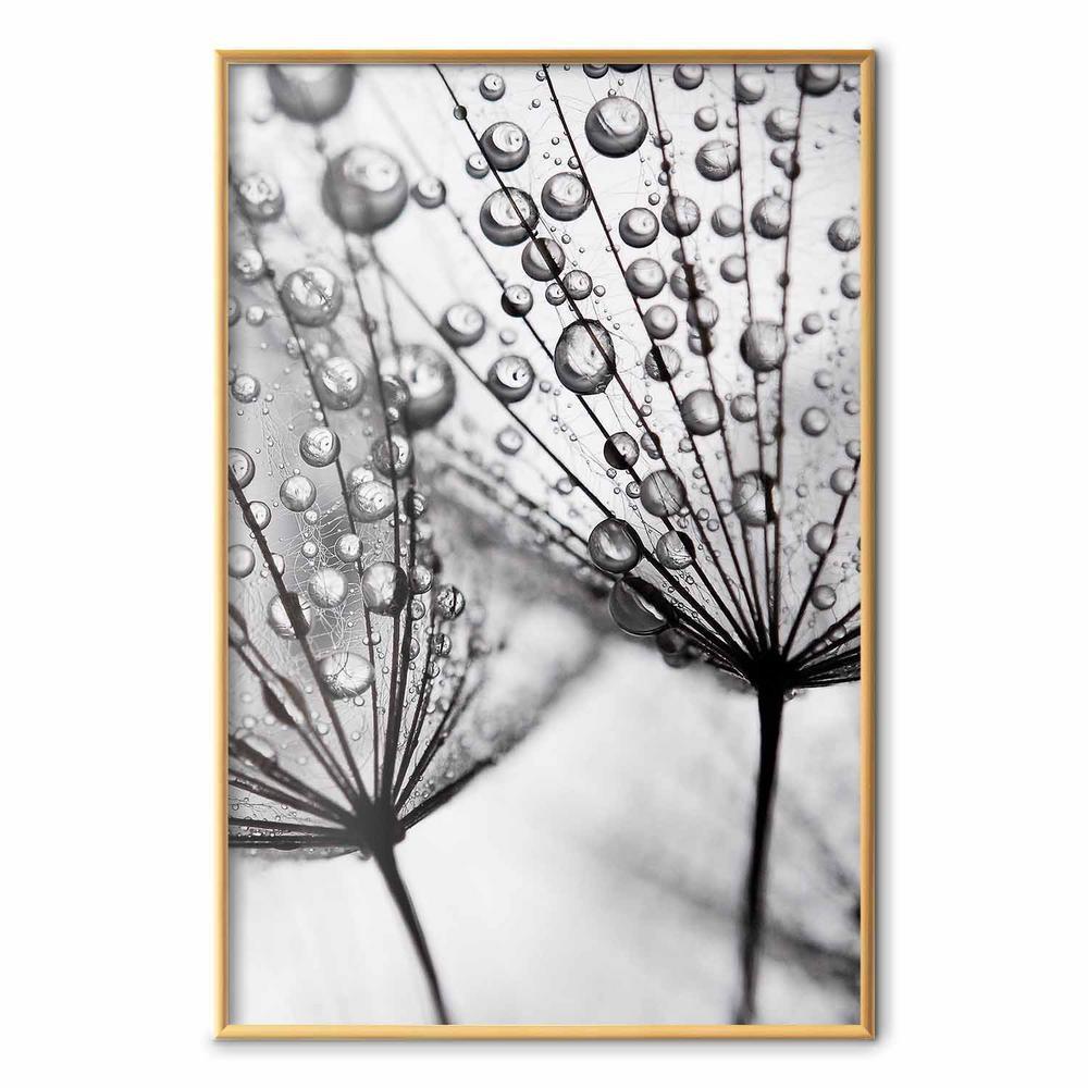 Plakat - Rosa w skali makro