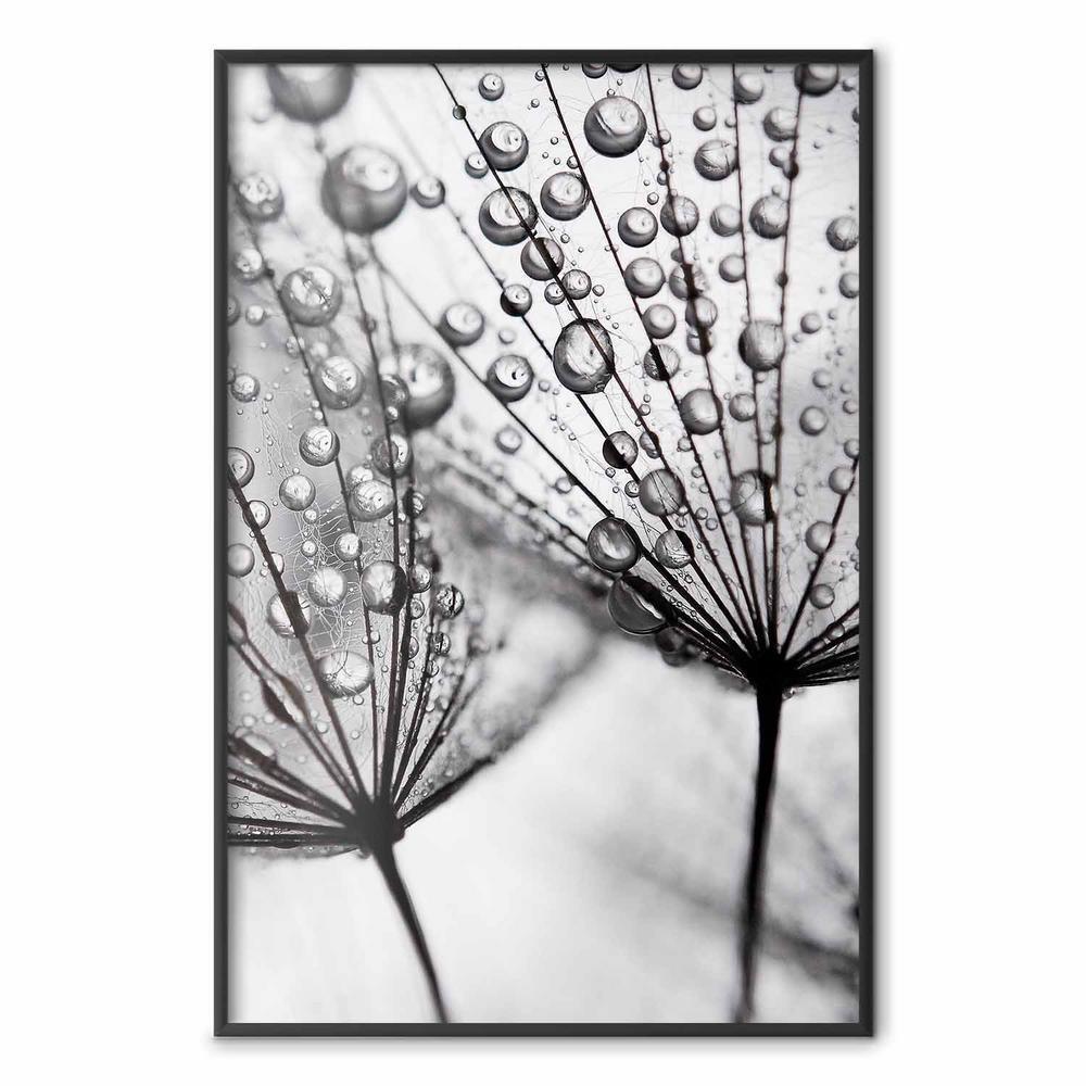 Plakat - Rosa w skali makro