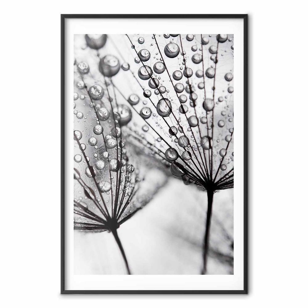 Plakat - Rosa w skali makro