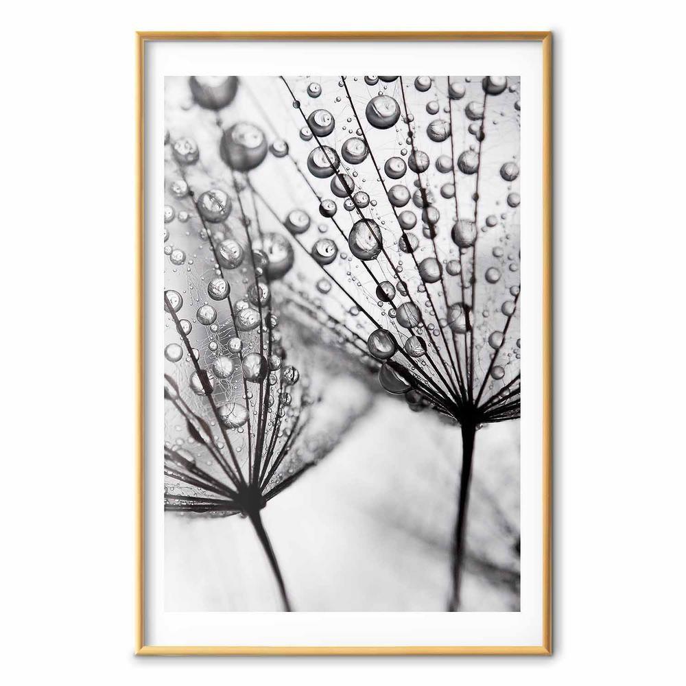 Plakat - Rosa w skali makro