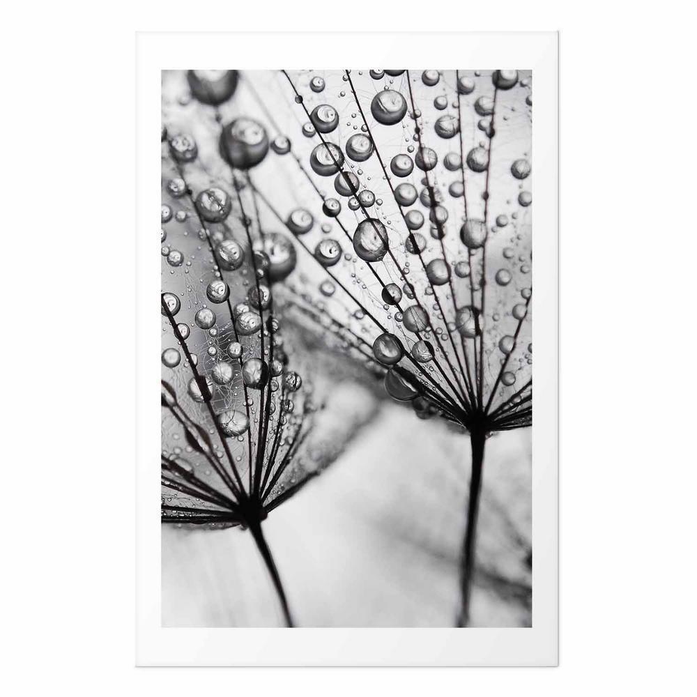 Plakat - Rosa w skali makro