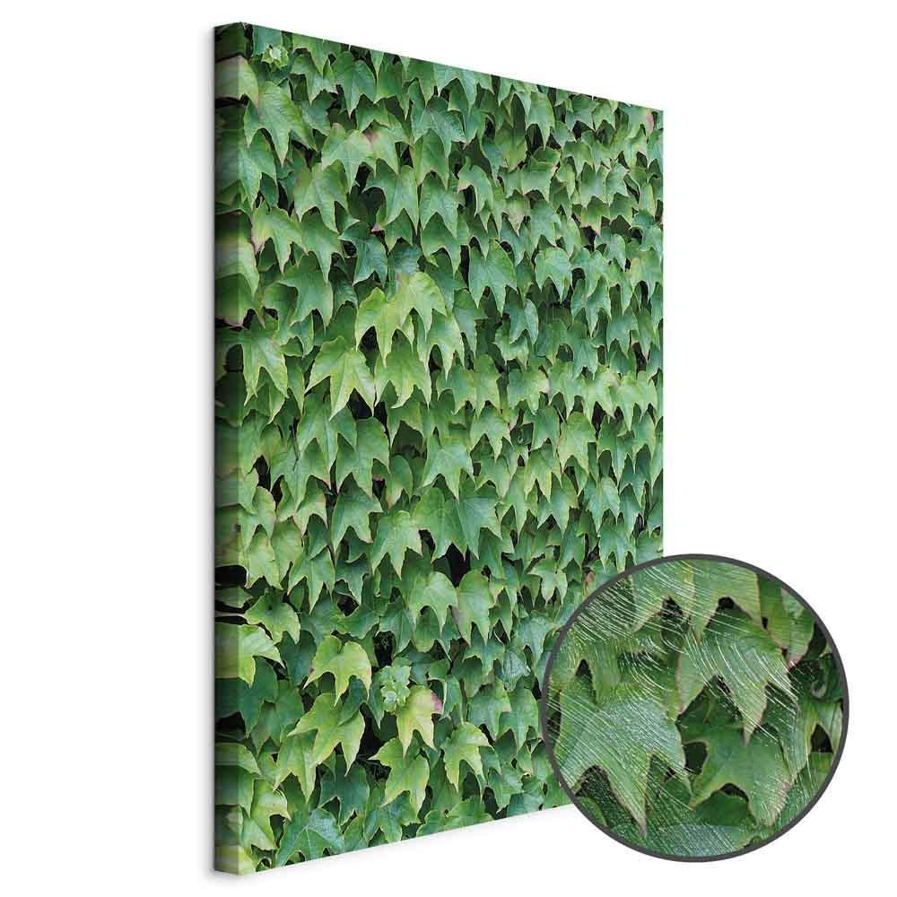 Obraz - Gęsty bluszcz (1-częściowy) pionowy